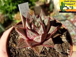 Echeveria purpusorum