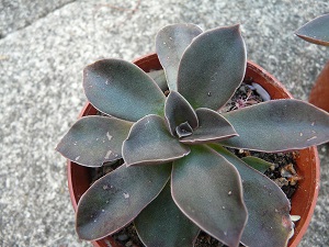 Echeveria lurida