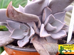 Echeveria rodolfi