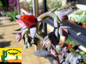 Echeveria rubromarginata