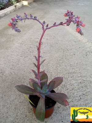 Echeveria rubromarginata