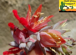 Echeveria runyonii Topsy Turvy