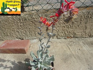 Echeveria runyonii Topsy Turvy