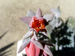 Echeveria runyonii