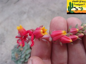 Echeveria secunda Hidalgo