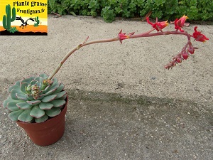 Echeveria secunda Hidalgo