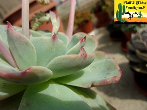 Echeveria secunda Puebla