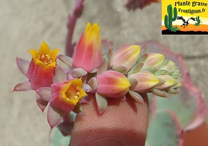 Echeveria secunda Puebla