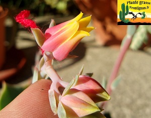 Echeveria secunda