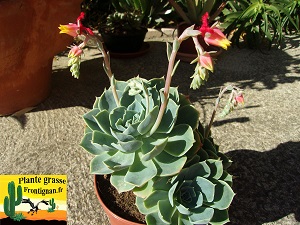 Echeveria secunda