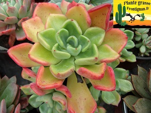 Echeveria setosa var oteroi