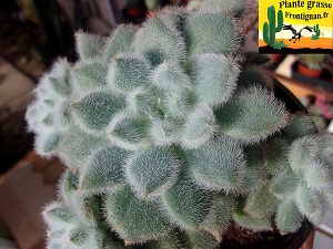 Echeveria setosa var setosa