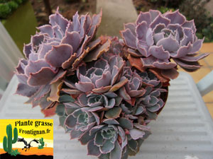 Echeveria shaviana Pink Frills