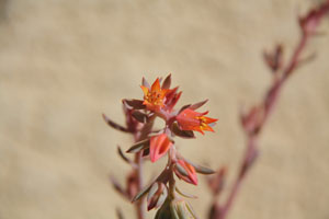 Echeveria shaviana Pink Frills