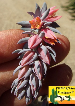 Echeveria shaviana Truffles