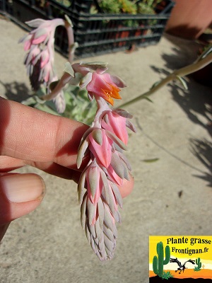 Echeveria shaviana