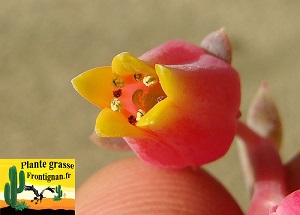 Echeveria simulans