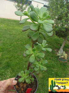 Echeveria skinneri