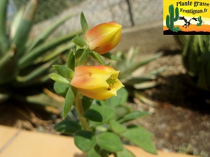 Echeveria spectabilis