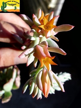 Echeveria strictiflora