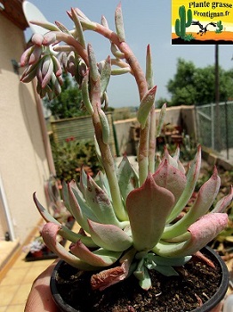 Echeveria strictiflora