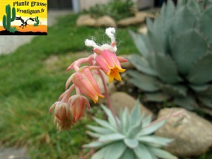 Echeveria subalpina