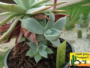 Echeveria subalpina