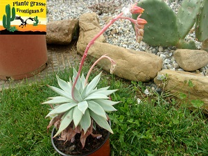 Echeveria subalpina