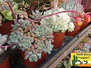 Echeveria subcorymbosa Lau 030