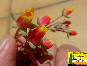 Echeveria subcorymbosa