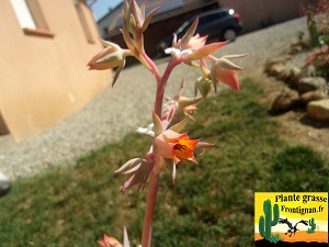 Echeveria subrigida