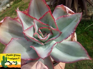 Echeveria subrigida
