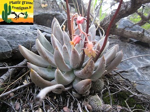 Echeveria tolimanensis