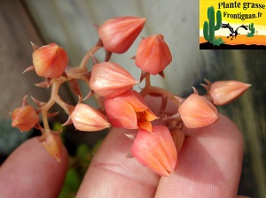 Echeveria tolimanensis