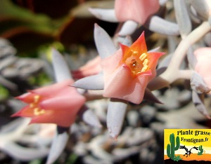 Echeveria trianthina