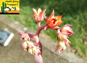 Echeveria triquiana