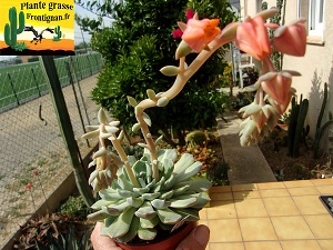 Echeveria turgida