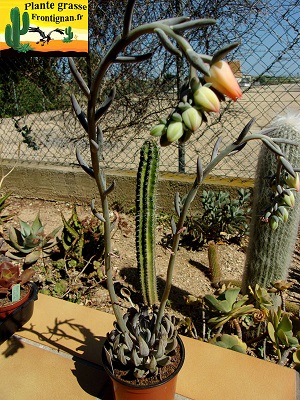 Echeveria unguiculata