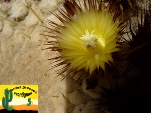 Echinocactus grusonii