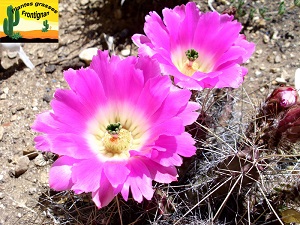 Echinocereus pentalophus