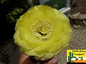 Echinopsis aurea