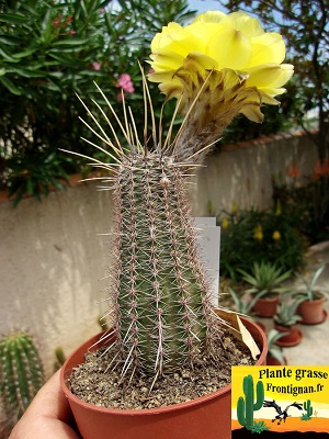 Echinopsis aurea