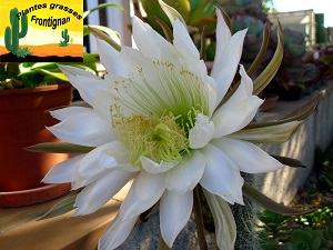 Echinopsis camarguensis fleur