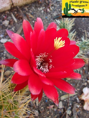 Echinopsis candicans