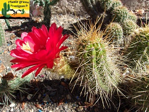 Echinopsis candicans