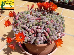 Echinopsis chamaecereus