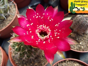 Echinopsis cinnabarina