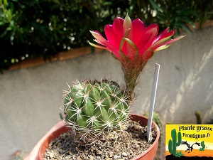 Echinopsis cinnabarina