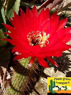 Echinopsis huascha