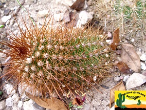 Echinopsis huascha